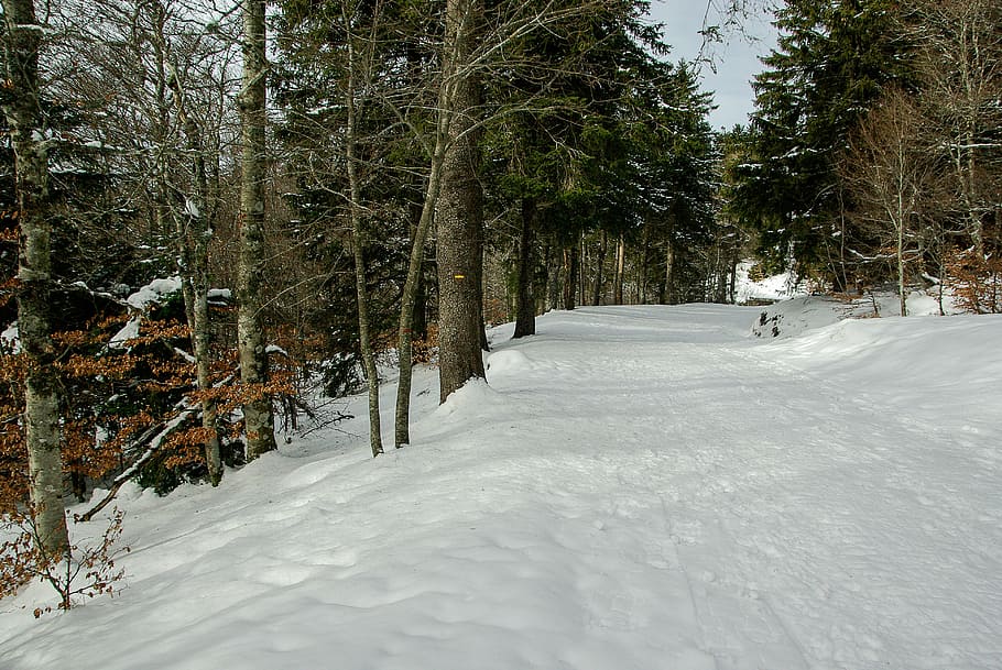 winter, snow, winter landscape, forest, cold temperature, tree HD wallpaper
