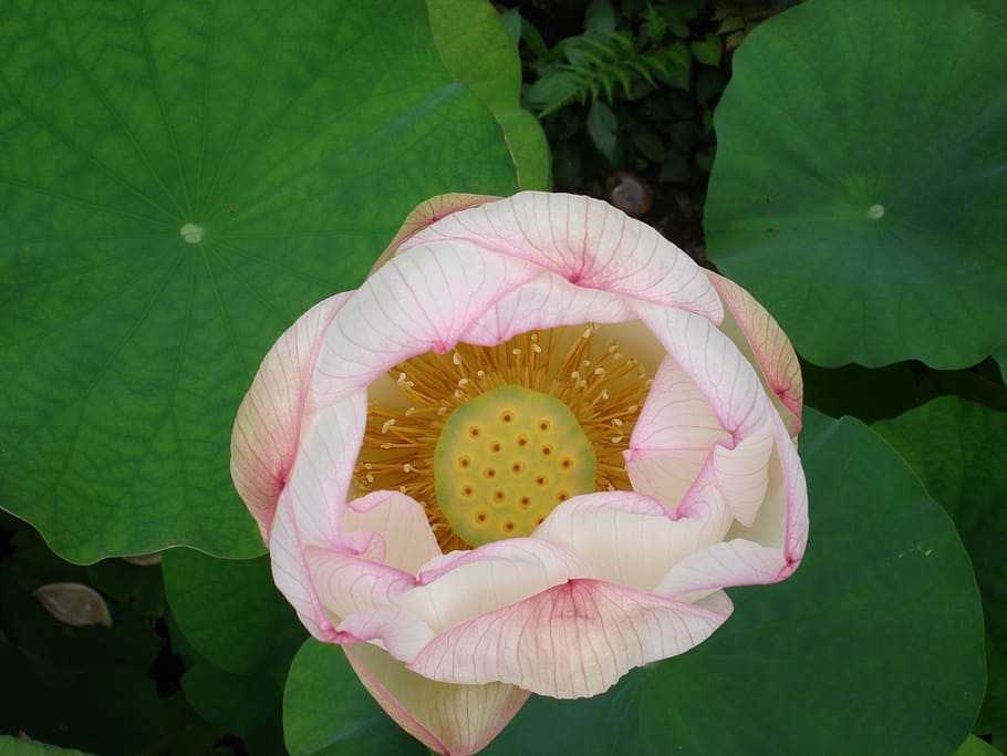 flower, lotus, buddhism, plant, flowering plant, petal, freshness HD wallpaper