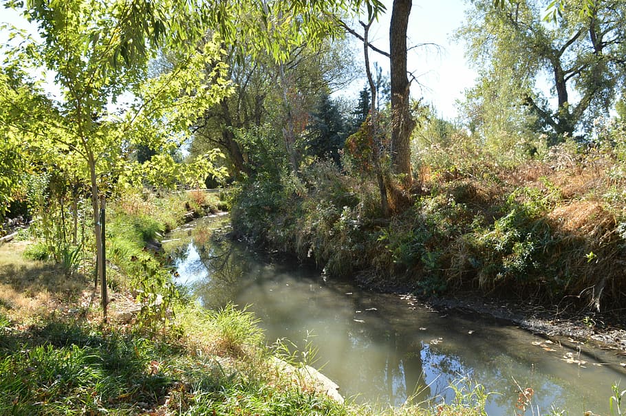 Creek, Water, Stream, Natural, Trees, environment, peaceful background HD wallpaper