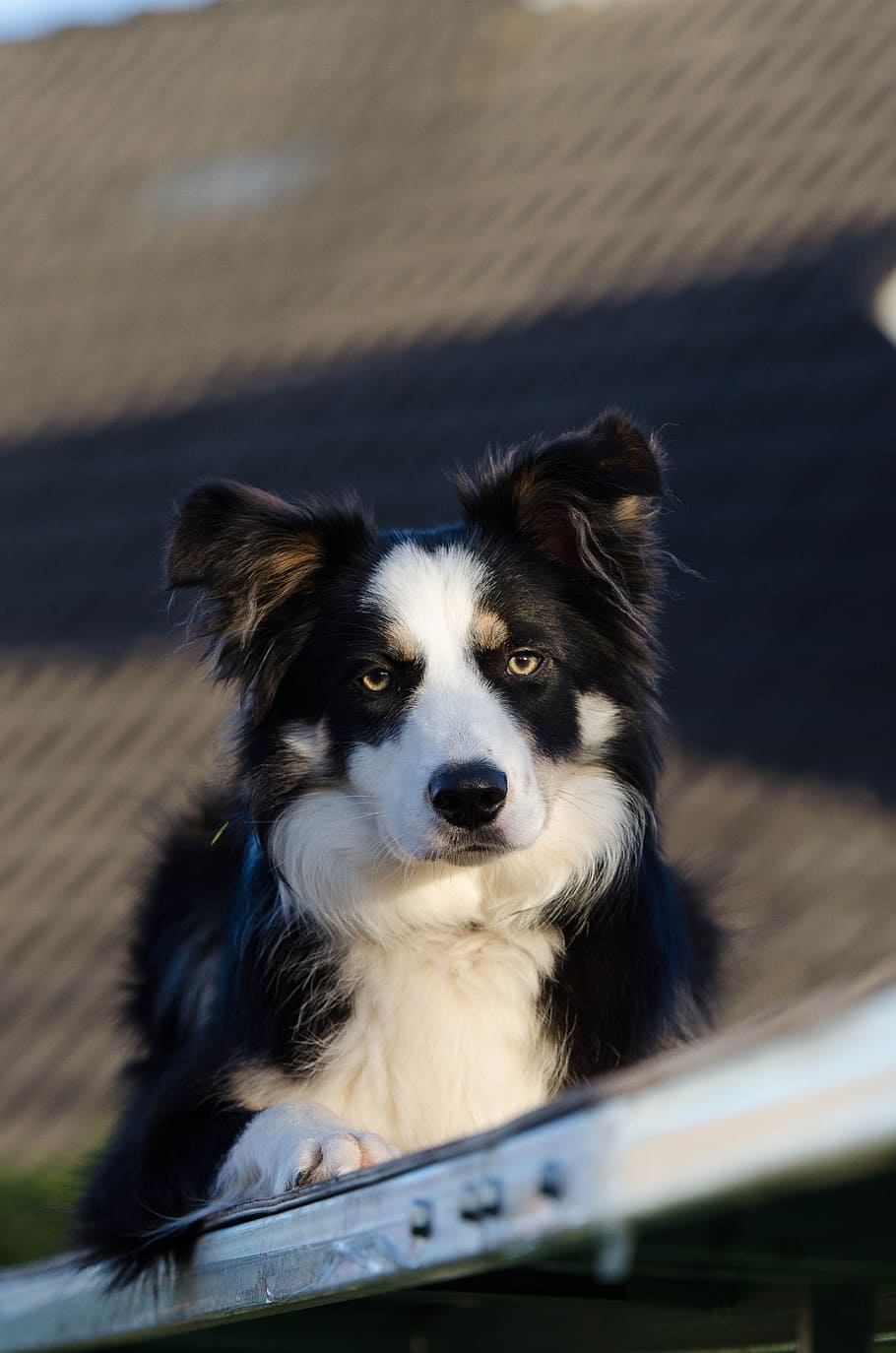 Border Collie, Coloured, Attention, three coloured, dog, pets HD wallpaper
