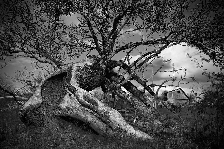 Tree, Bark, Tree Bark, Rough, trees, trunk, black And White HD wallpaper