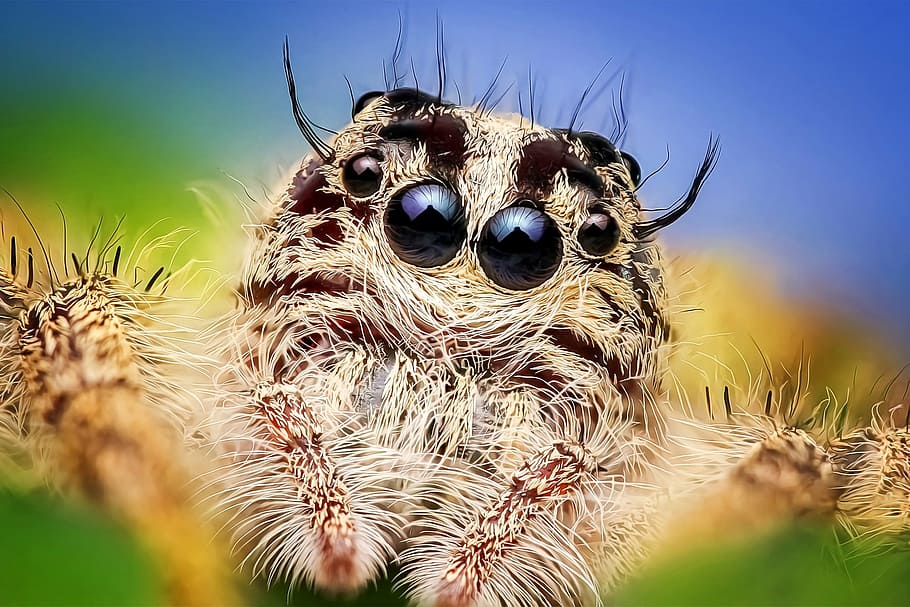 macro shot photography brown jumping spider, insecta, hyluss HD wallpaper