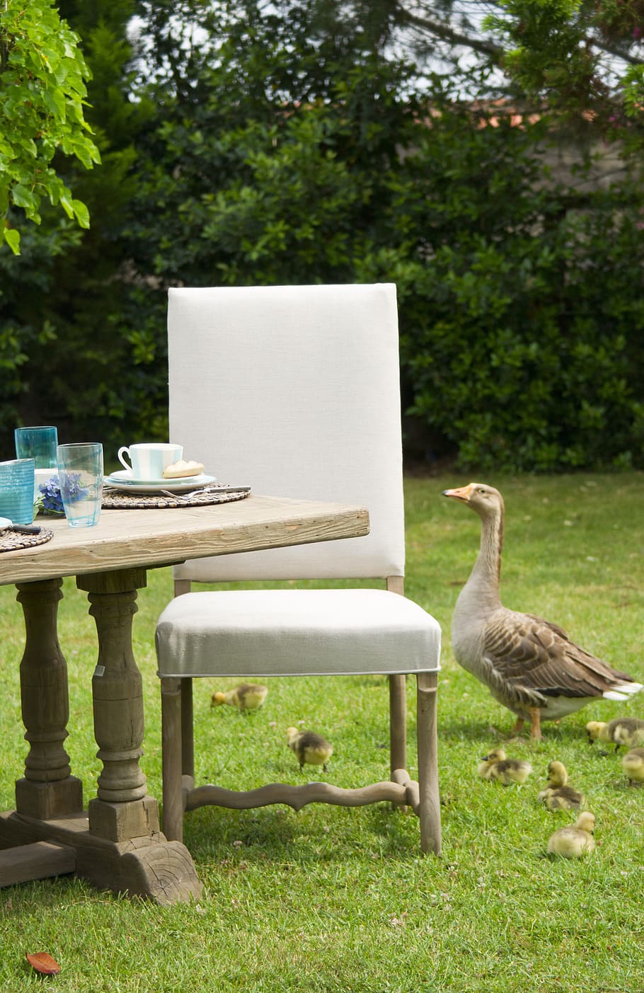 white padded chair, Duck, Nature, Grass, Green, Green, Table HD wallpaper