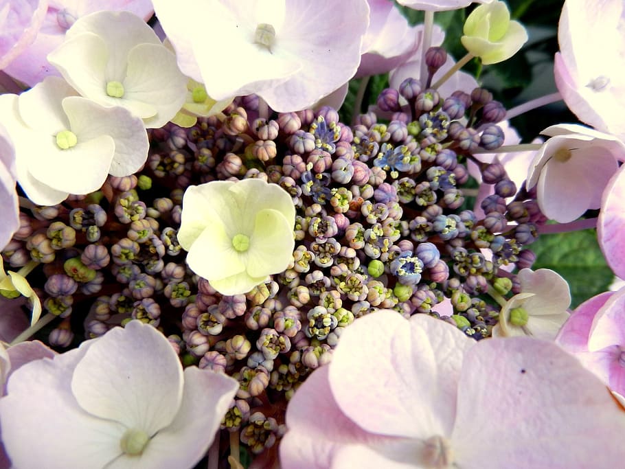 hydrangea, flower, blossom, rosa, romantic, flora, floral, flowering plant HD wallpaper