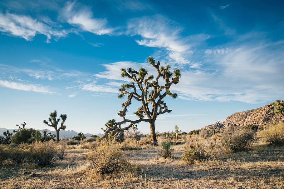 green leaf tree during daytime, desert landscape, sky, blue HD wallpaper