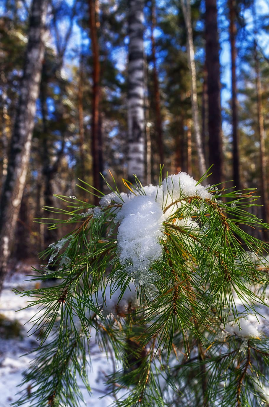snow, pine, winter, winter forest, trees, nature, landscape HD wallpaper