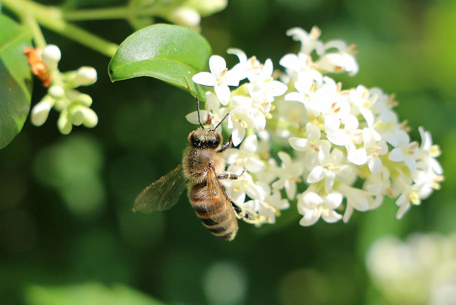 bee, blossom, bloom, white, green, white blossom, spring, close, HD wallpaper