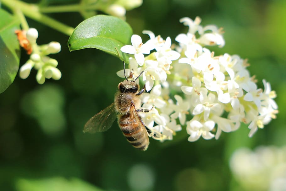 bee, blossom, bloom, white, green, white blossom, spring, close HD wallpaper