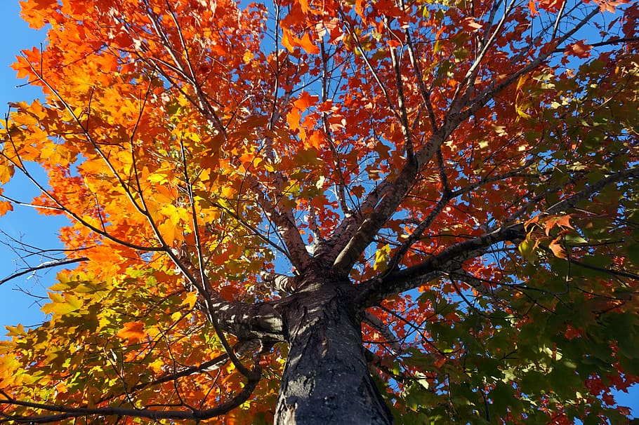 Fall, Tree, outside, autumn, park, leaf, change, low angle view HD wallpaper