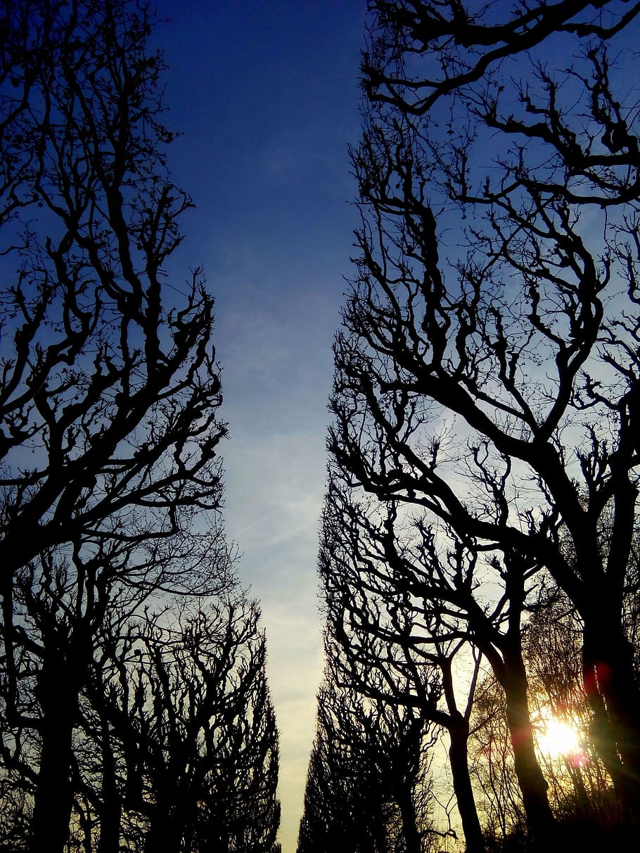creative, sun, trees, winter, patch, road, sunny, design, nature HD wallpaper