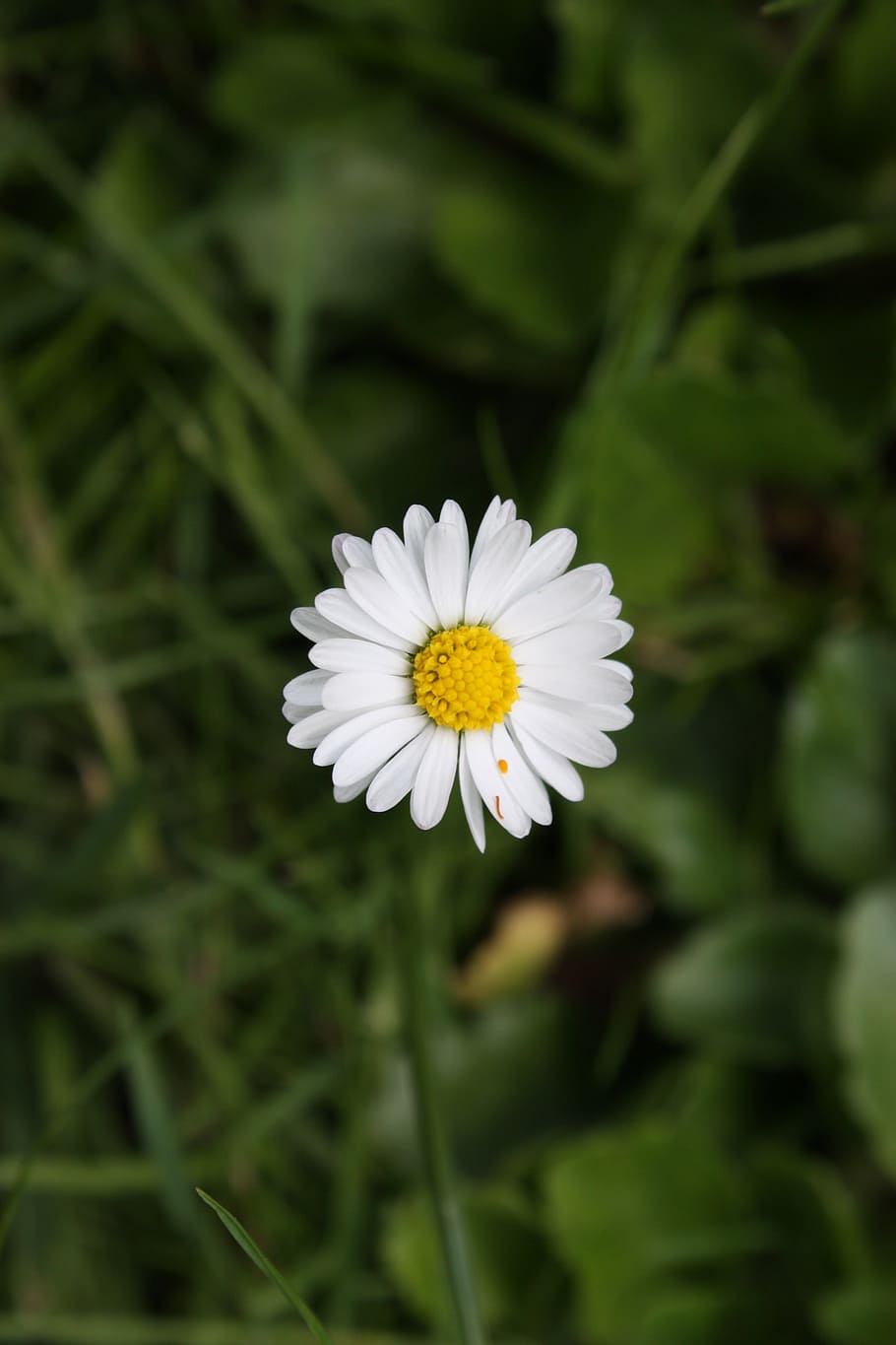 chamomile, daisy, flower, meadow, white, sunny, flower meadow HD wallpaper