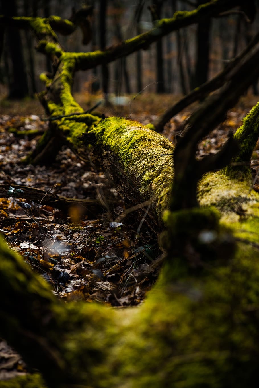 forest, tree, hiking, autumn, spring, moss, beech, oak, gloomy HD wallpaper