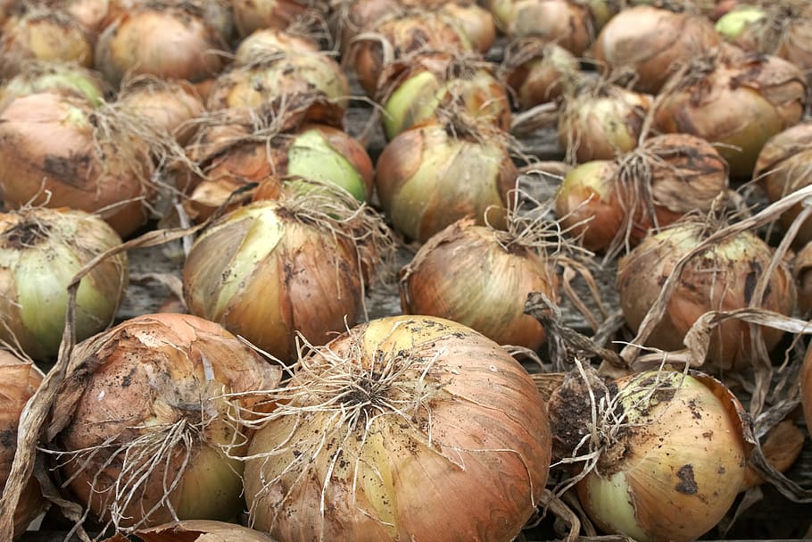 onion, crop, harvest, drying, allium, bulb, root, preserve HD wallpaper