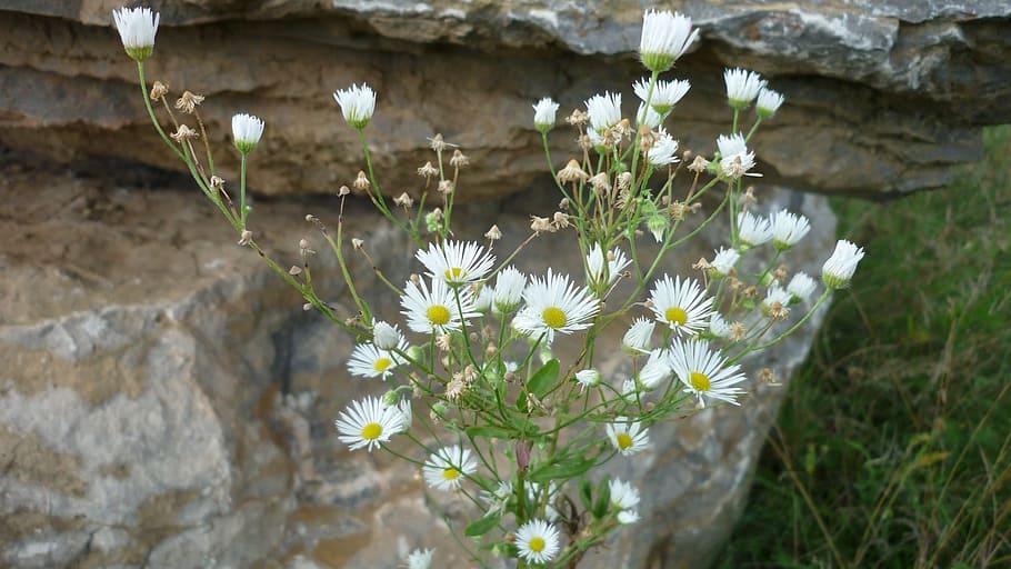 mountain aster, wild flower, tiny, white, flowers, rock, mountain terrain HD wallpaper