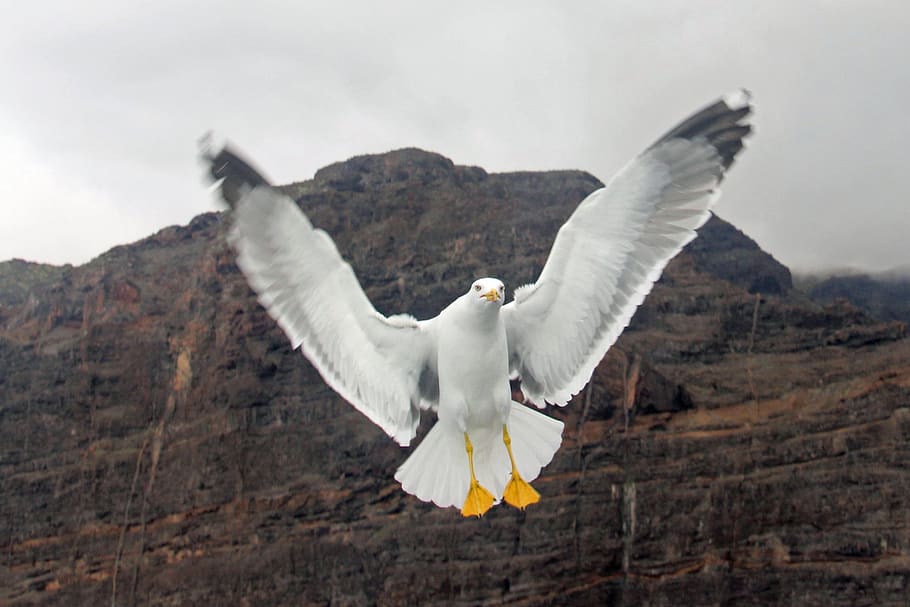 gull, wing, bird, flying, wait, spread wings, vertebrate, animals in the wild HD wallpaper