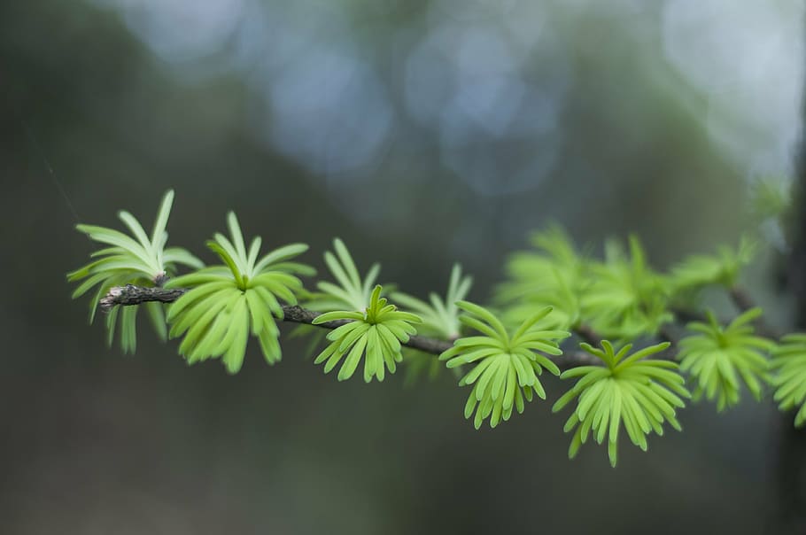 cedar, bud, green, plant, growth, green color, close-up, nature HD wallpaper