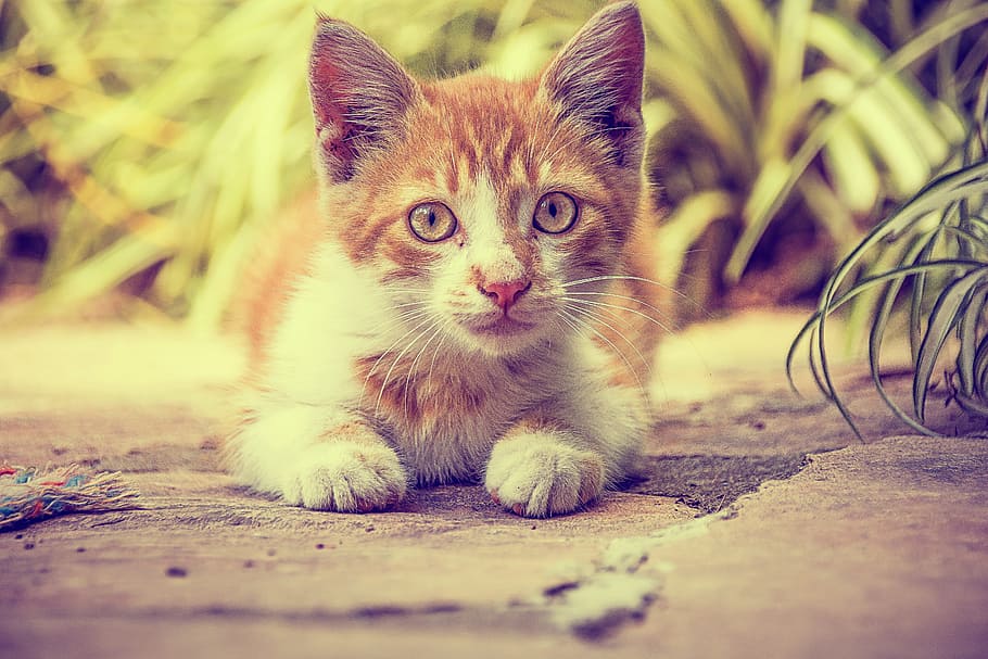 cat, pet, animals, animal themes, one animal, mammal, domestic cat HD wallpaper