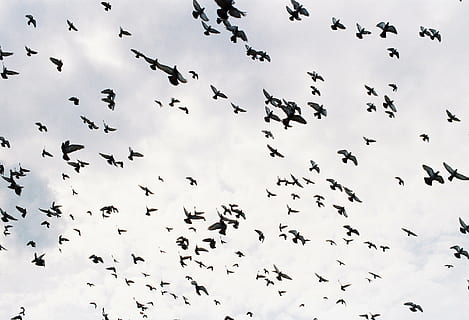 HD wallpaper: flock of birds in sky, birds flying, group of birds, flying  birds | Wallpaper Flare