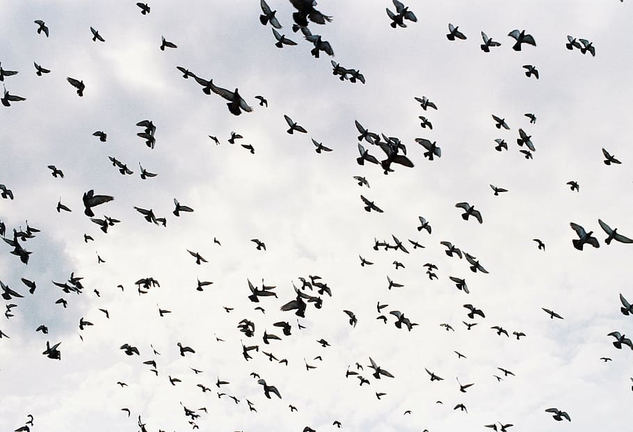 flock of birds in sky, birds flying, group of birds, flying birds, HD wallpaper