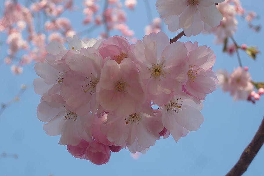 flowers, spring, nature, full bloom, close, plant, tree, flowering trees HD wallpaper