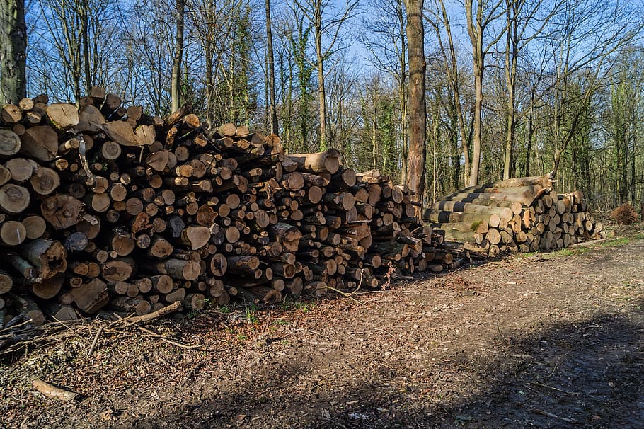 woodpile, logs, timber, lumber, trunk, nature, tree, stack, HD wallpaper
