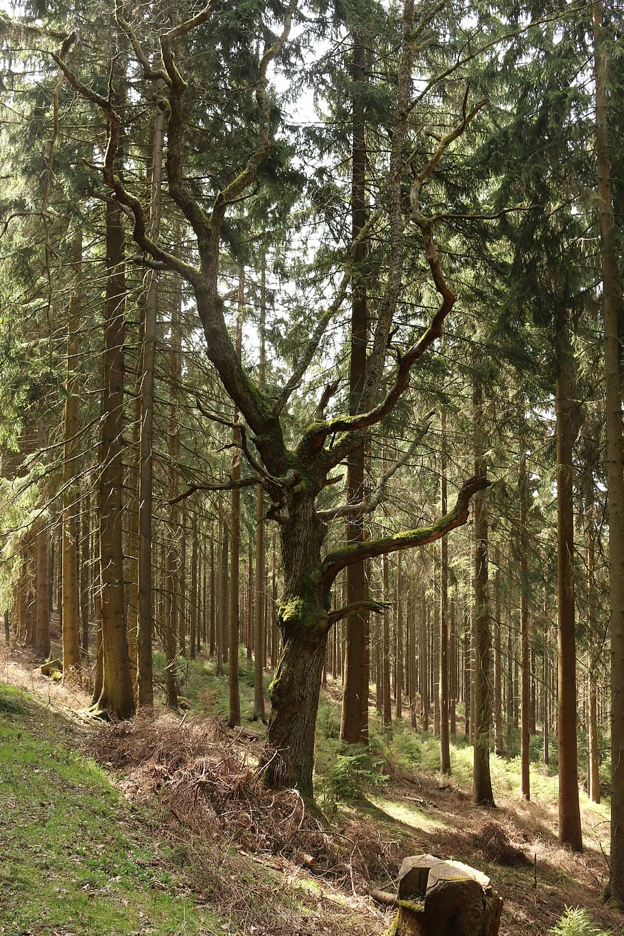 forest, tree, old tree, log, mood, stone, coniferous forest HD wallpaper