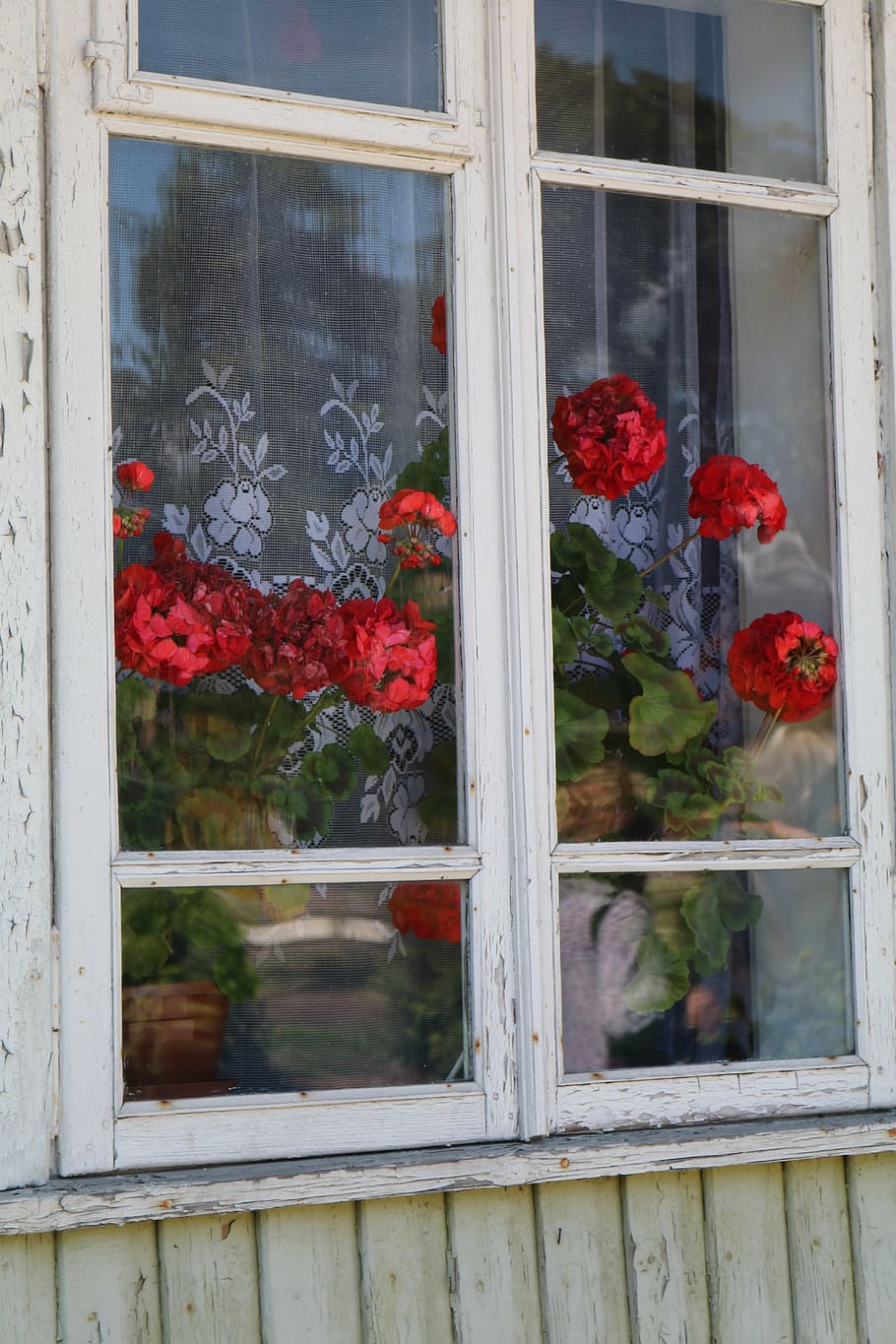 window, trakai, lithuania, flower, flowering plant, glass - material HD wallpaper