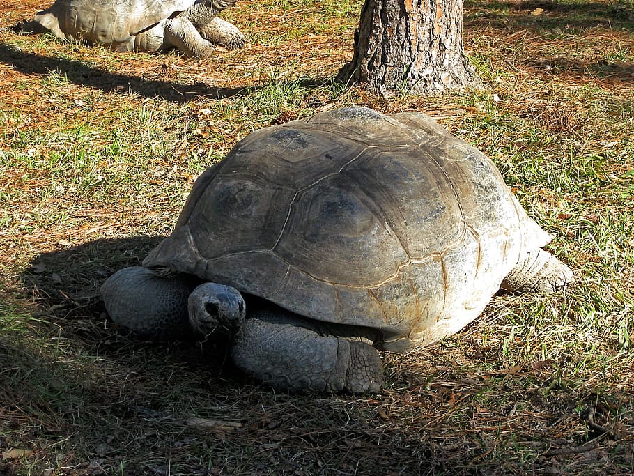 tortoise, giant tortoise, turtles, zoo, animal, water creature HD wallpaper