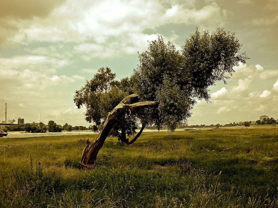 green leafed tree, landscape, nature, pasture, outdoors, plant HD wallpaper