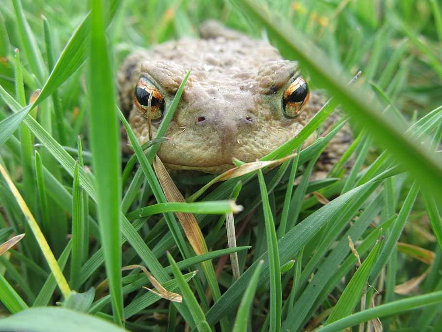 macro, nature, animal, common toad, animal themes, one animal HD wallpaper
