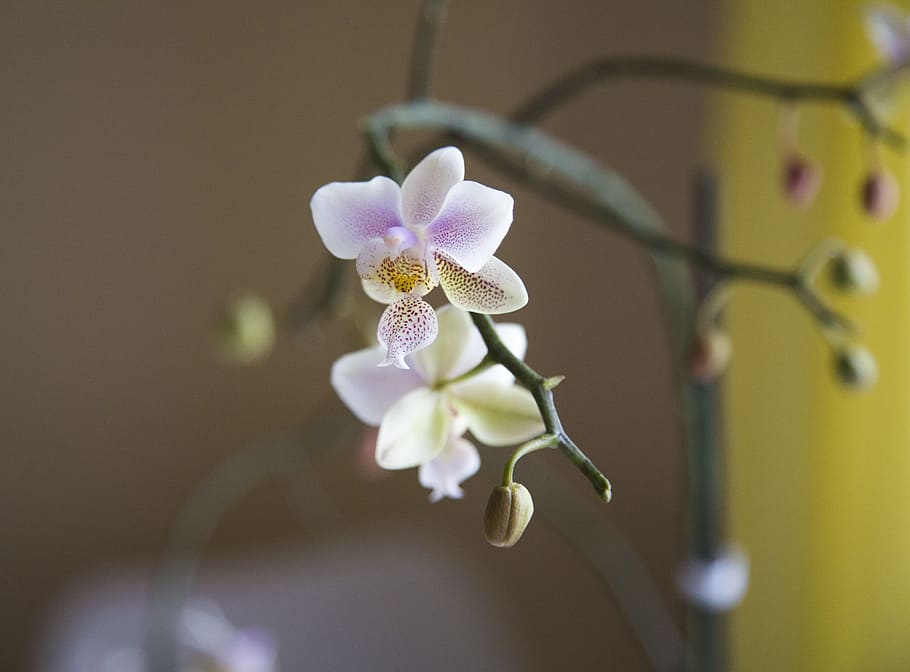 flower, flora, nature, leaf, petal, closeup, blooming, orchid HD wallpaper