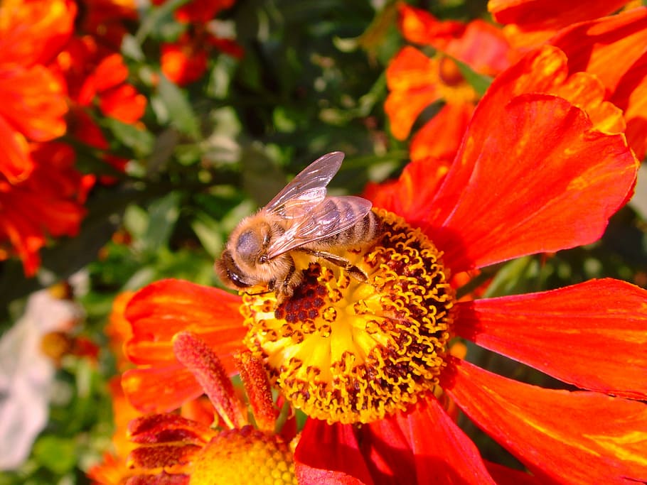 sun brews, helenium, bee, honey bee, fiesta, dark splendor HD wallpaper