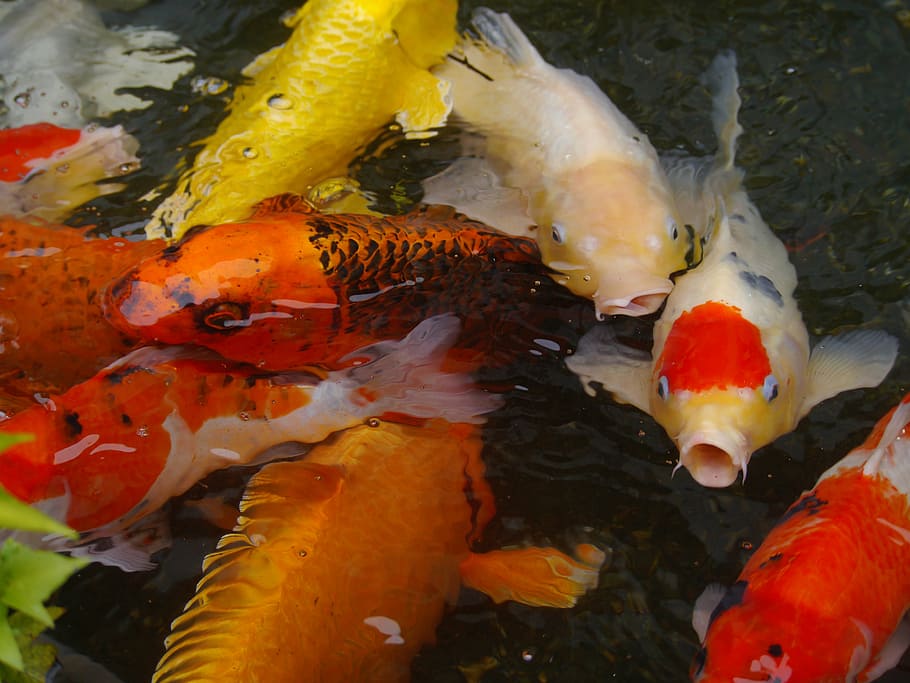 school of koi fish, aquarium fish, colored carp, breeding, vermilion