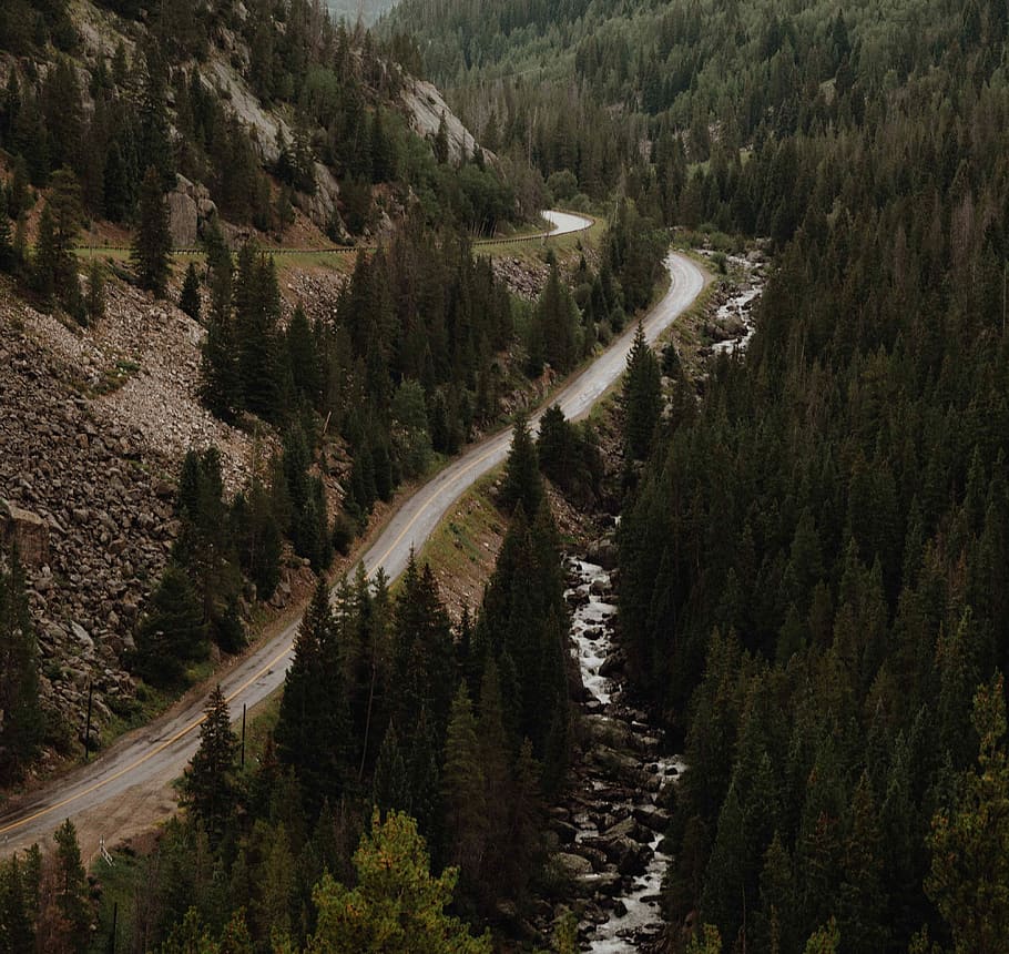 gray pave road near tall trees, asphalt road between pine trees, HD wallpaper