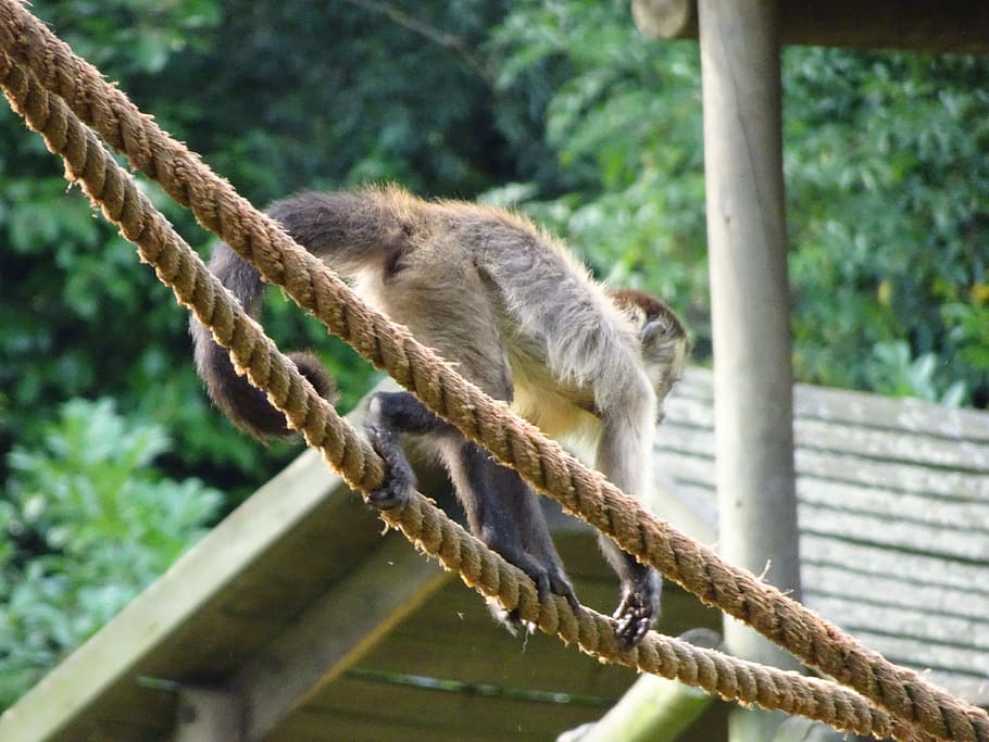 monkey, ropes, squirrel monkey, everything, own, animal themes HD wallpaper