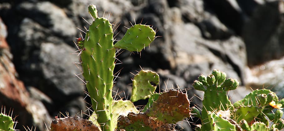 cactus, landscape, nature, plant, desert, thorn, growth, plant part HD wallpaper