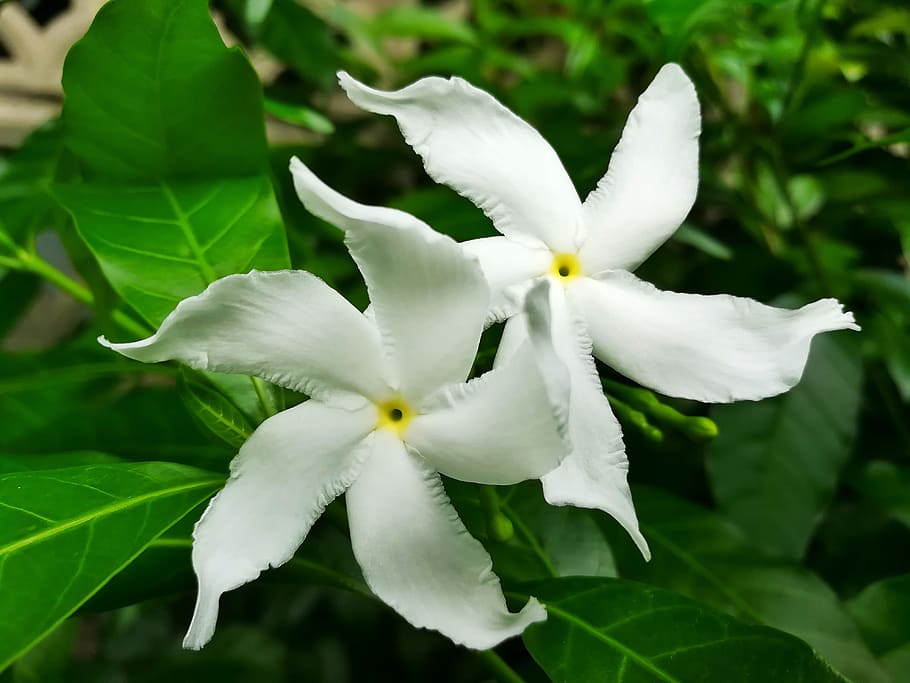 flowers, white, pud, plant, flowering plant, beauty in nature HD wallpaper