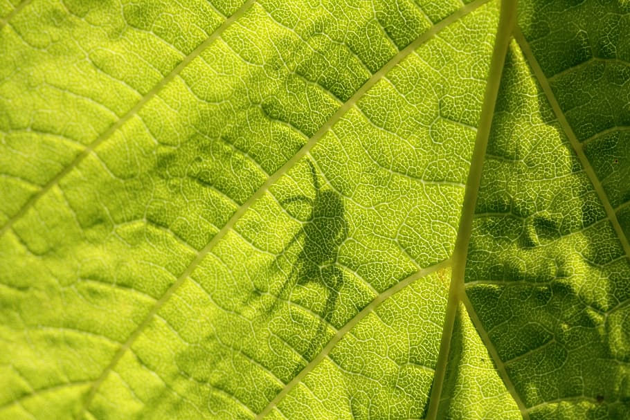 Sheet, Shadow, Spider, Detail, green, leaf, nature, green Color HD wallpaper