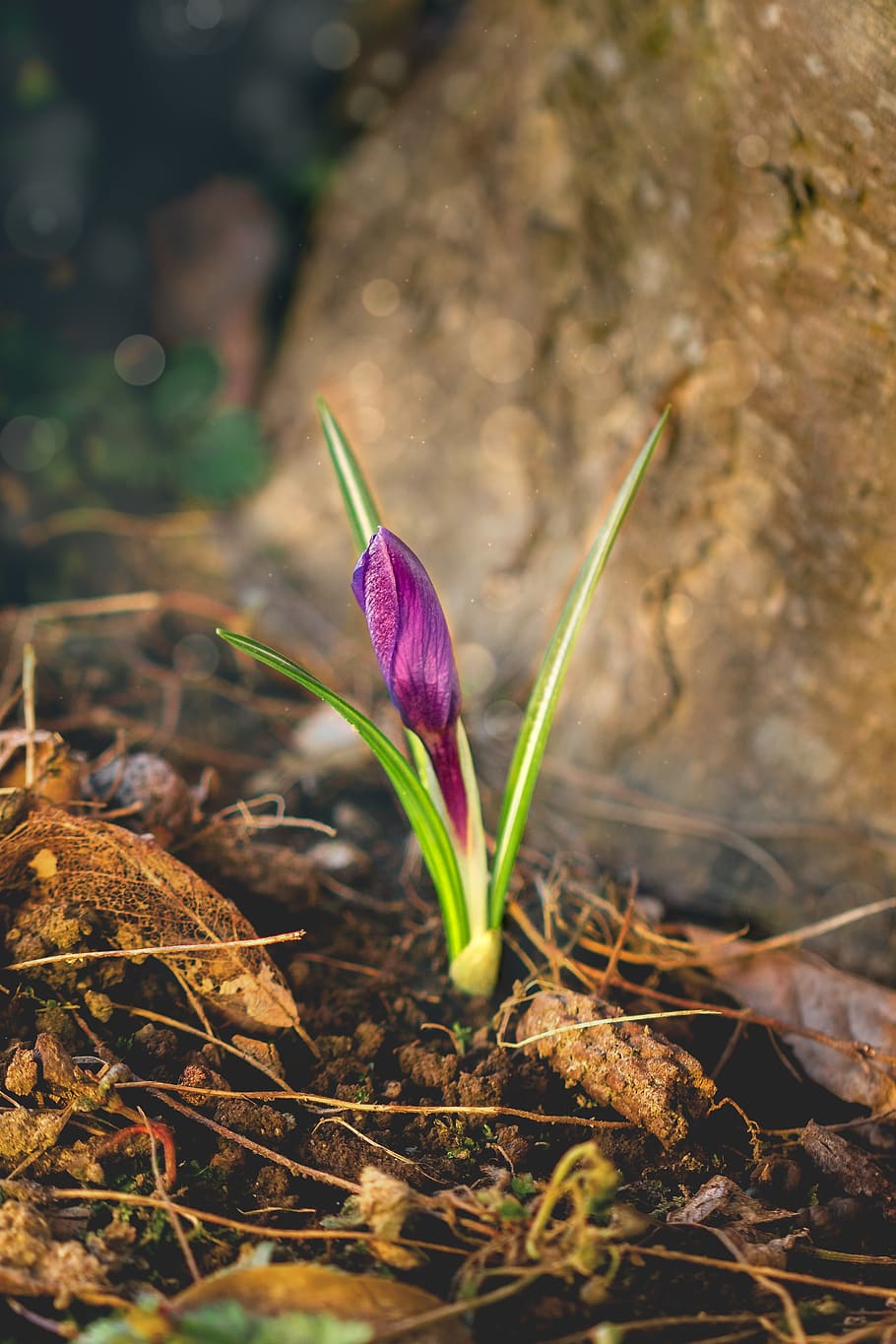 nature, plant, flower, leaf, vulnerability, flowering plant HD wallpaper