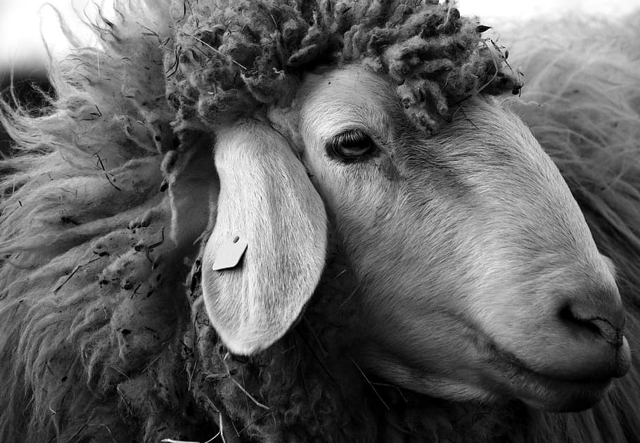 gray scale photo of sheep, sheepshead, animal, wool, livestock HD wallpaper