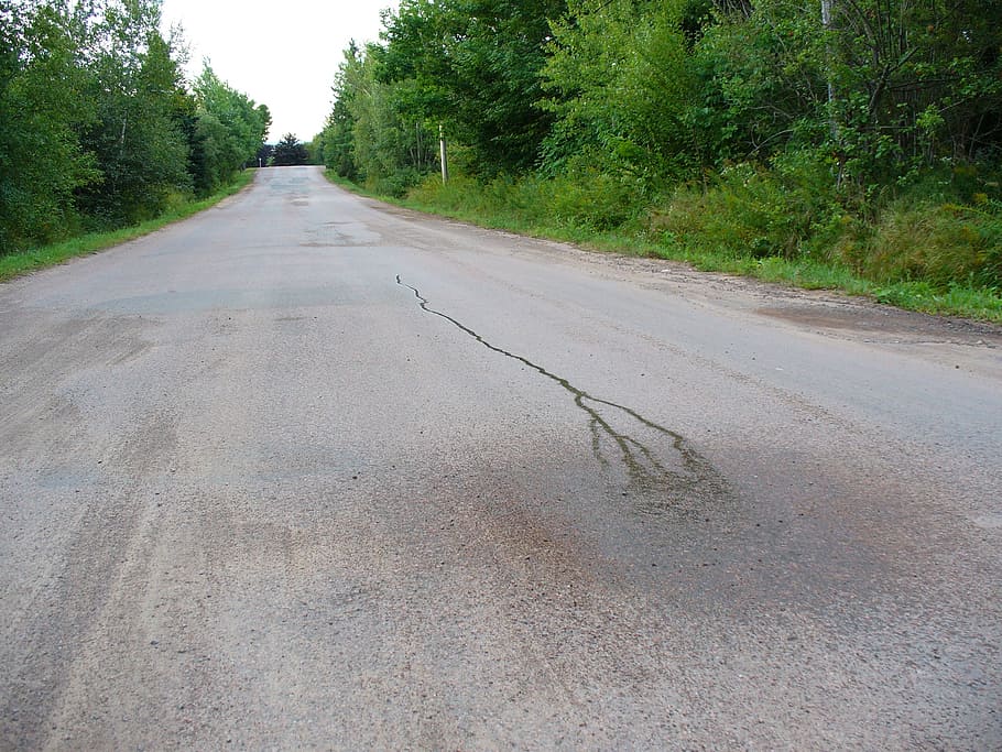 path, track, destination, plant, road, transportation, tree HD wallpaper