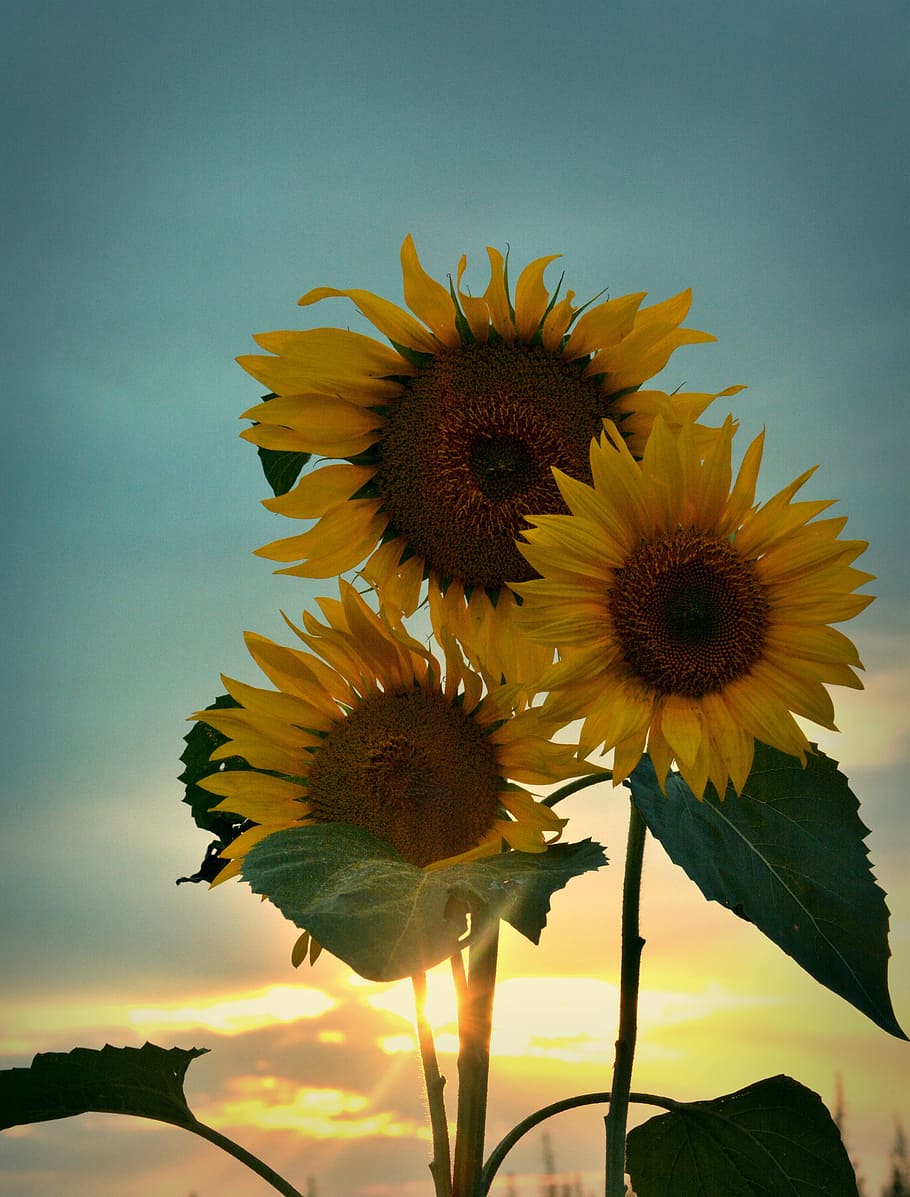 summer, sunflower, sunset, flowering plant, vulnerability, fragility HD wallpaper