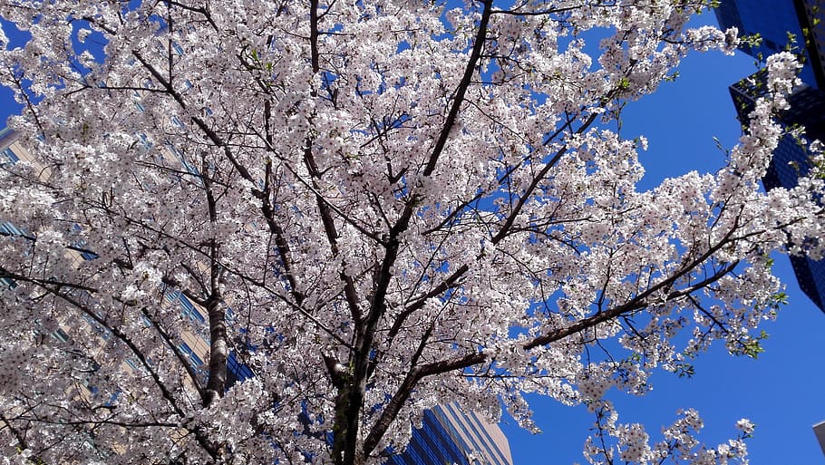 Spring, Cherry, Cherry Blossom, Sakura, Flowers, petal, tree HD wallpaper