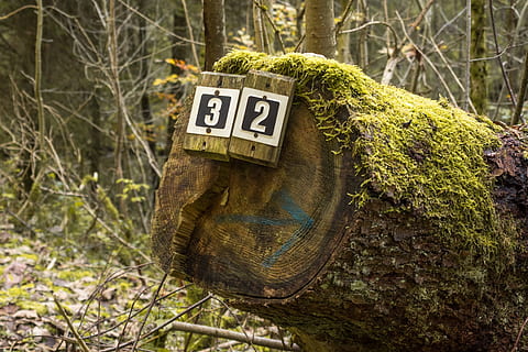 Shield, Directory, Forest, Moss, Green, away, landscape, hiking HD wallpaper