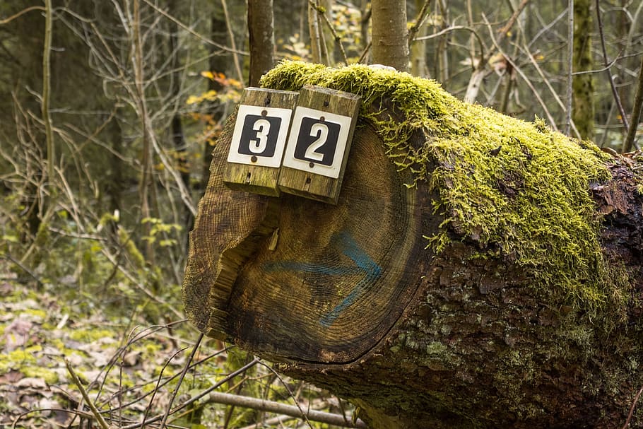 Shield, Directory, Forest, Moss, Green, away, landscape, hiking HD wallpaper