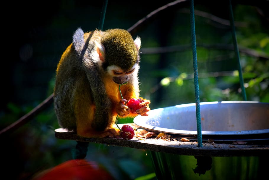 monkey, zoo, food, food and drink, animal themes, one animal HD wallpaper