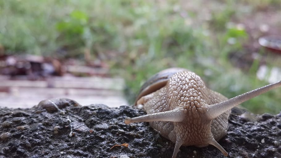 Snails, Animal, Slugs, Forest, one animal, animal themes, nature HD wallpaper