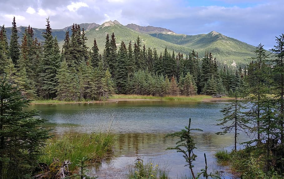 view, nature, alaska, plant, mountain, tree, water, scenics - nature HD wallpaper