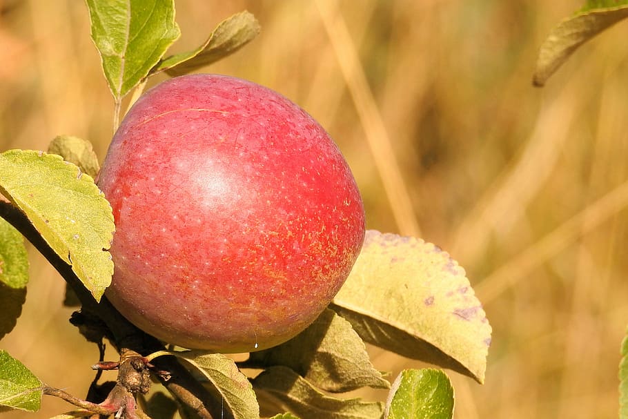 apple, apple tree, branch, ripe, fruit, food, food and drink HD wallpaper