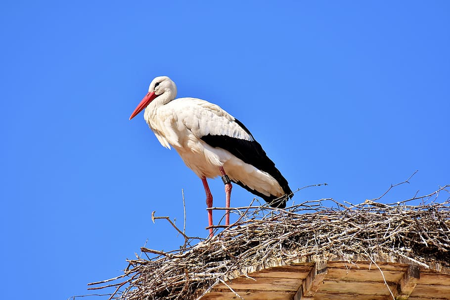 white and black stork bird standing on nest, fly, white stork HD wallpaper